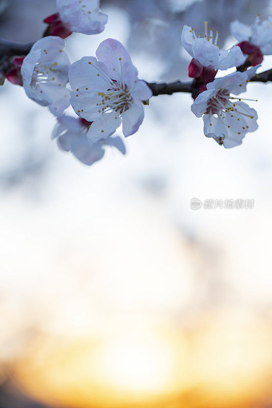 春暖花开树与日出天空