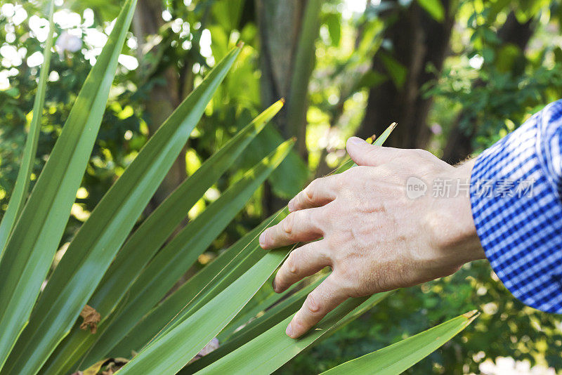 男人的手摸着一片棕榈叶