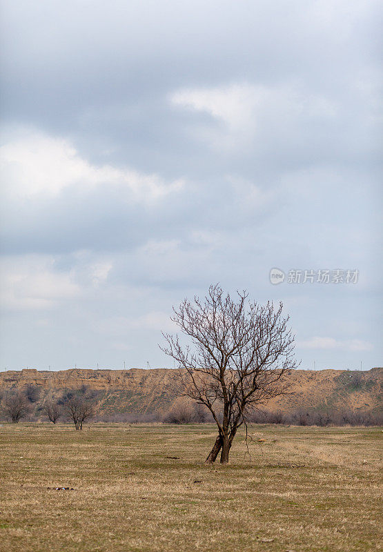 在阴天的绿色田野或牧场上孤零零的一棵树