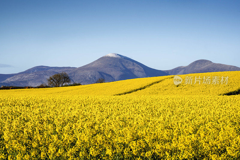 莫恩山脉在北爱尔兰与油菜花在前景-股票照片