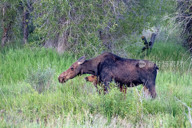 在美国科罗拉多州落基山国家公园北部的高山草地上吃草的牛、驼鹿和小牛