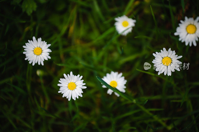 雏菊。甘菊