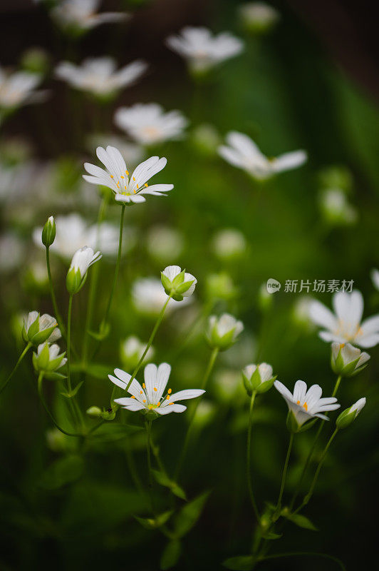 小白花背景