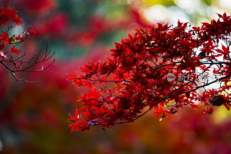 秋天日本菜园子里的红叶