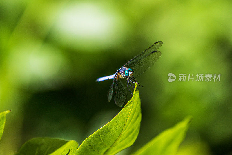 美丽的蜻蜓栖息在热带雨林的一片绿叶上