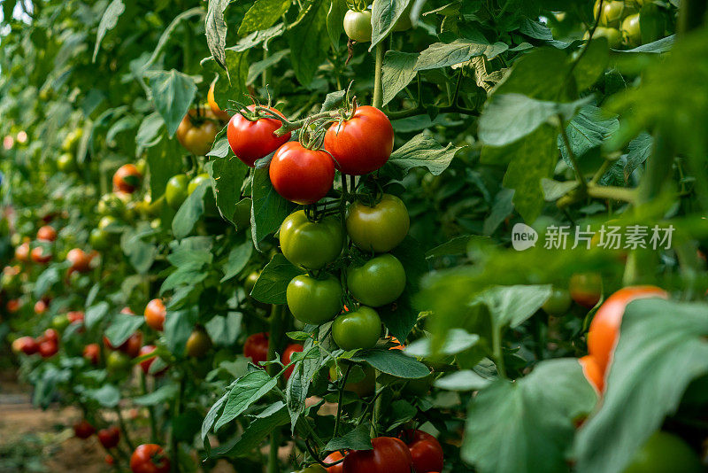 温室种植番茄