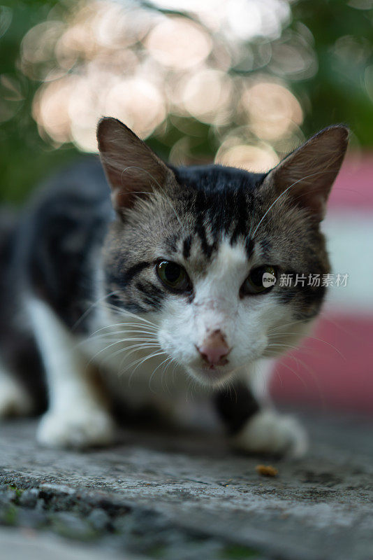 一只流浪虎斑猫在户外的特写。