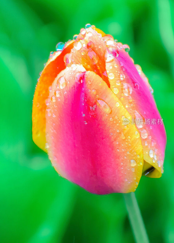 雨中的郁金香花