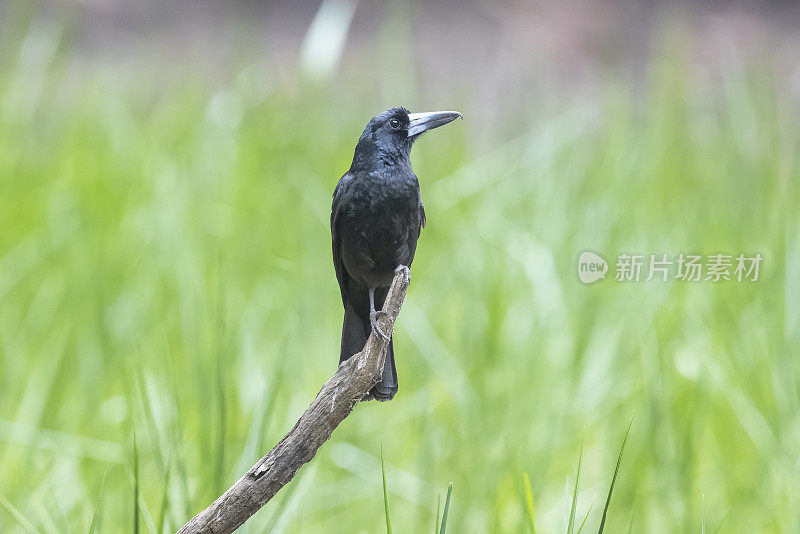 黑屠夫鸟，卡塔纳湿地，昆士兰，澳大利亚