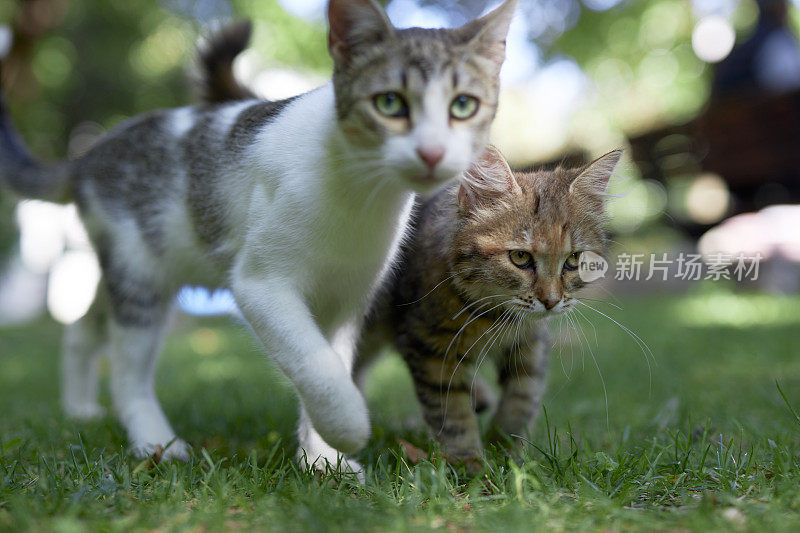 两只流浪猫一起走