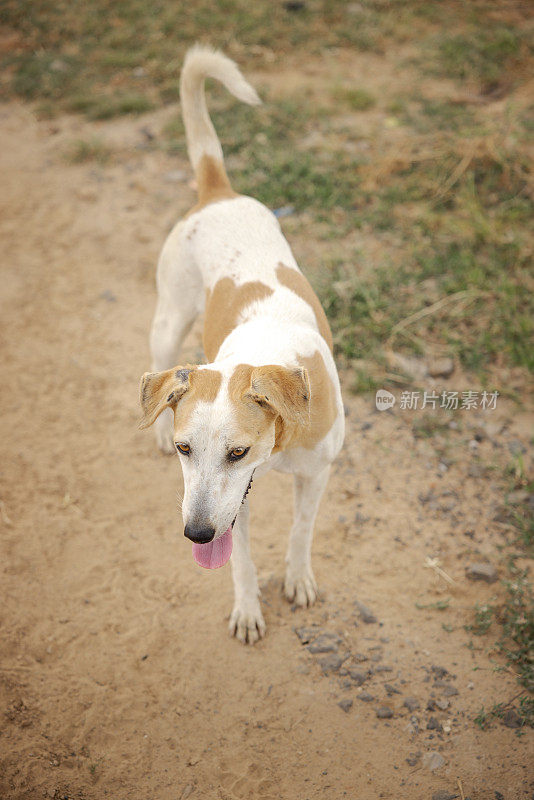 印度一条土路上的流浪狗