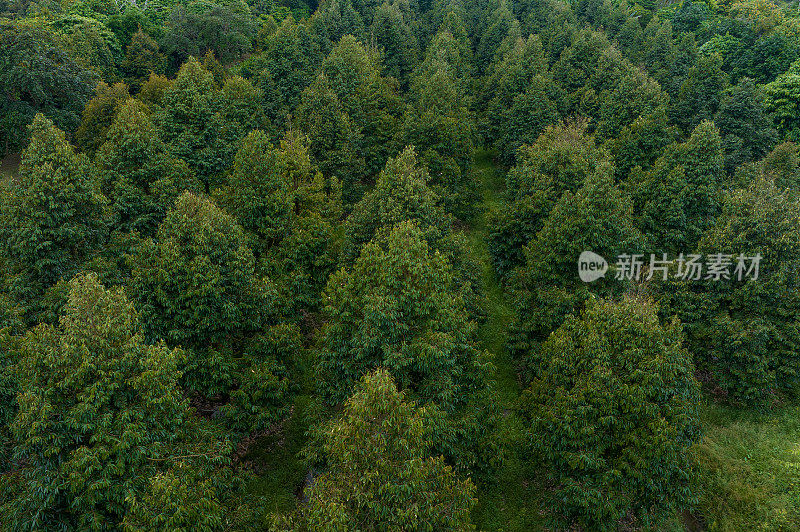 航拍的热带榴莲花园在后江省，榴莲树种植成行。