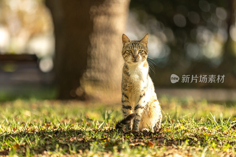 虎斑流浪猫。