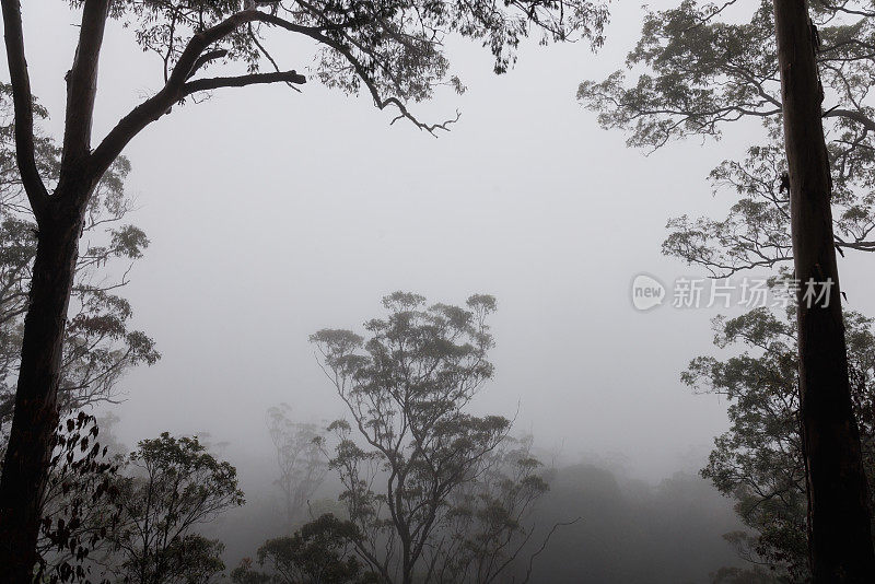 雨林的树冠笼罩在薄雾中