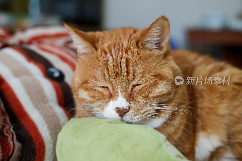 姜猫在睡觉