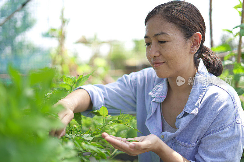 一个女人在花园里摘辣椒