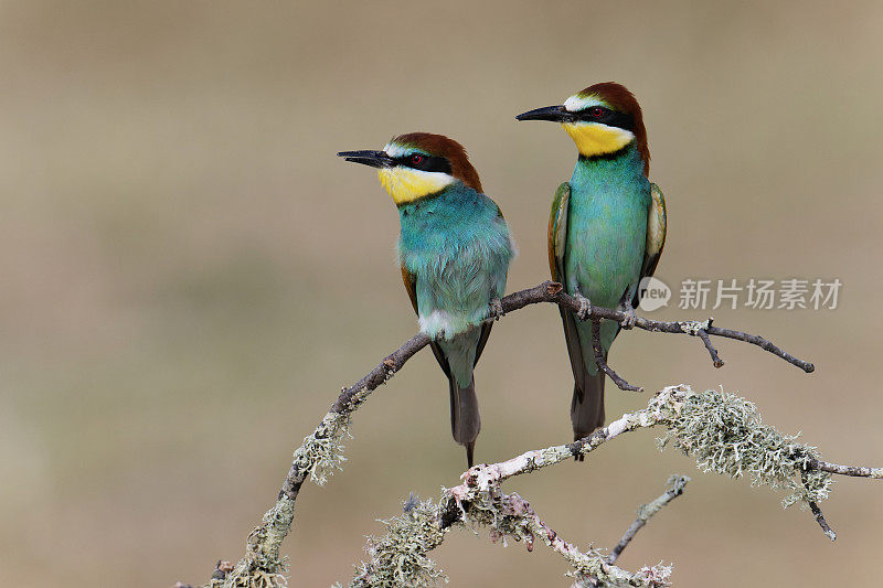 一对食蜂人