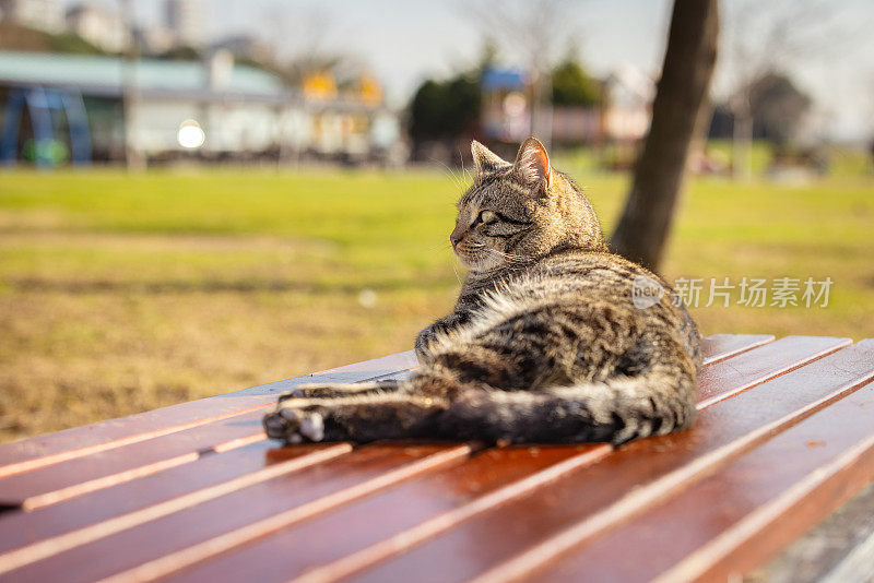 虎斑流浪猫。