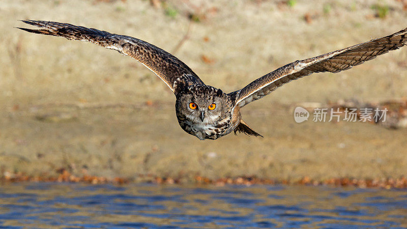欧亚鹰鸮飞过池塘