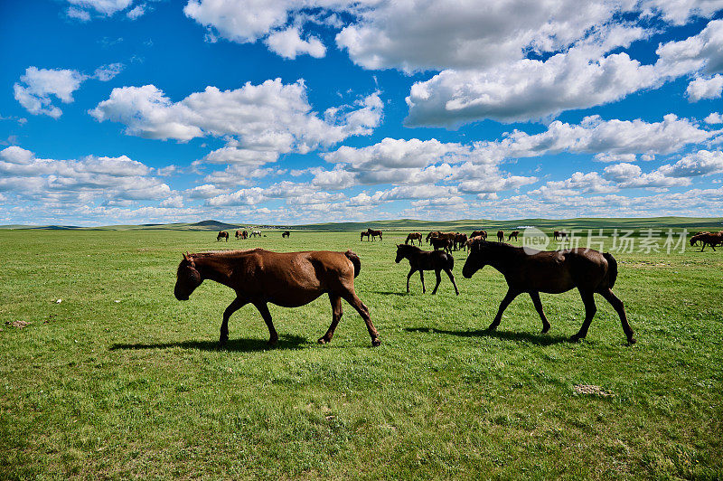内蒙古呼伦贝尔草原，马场