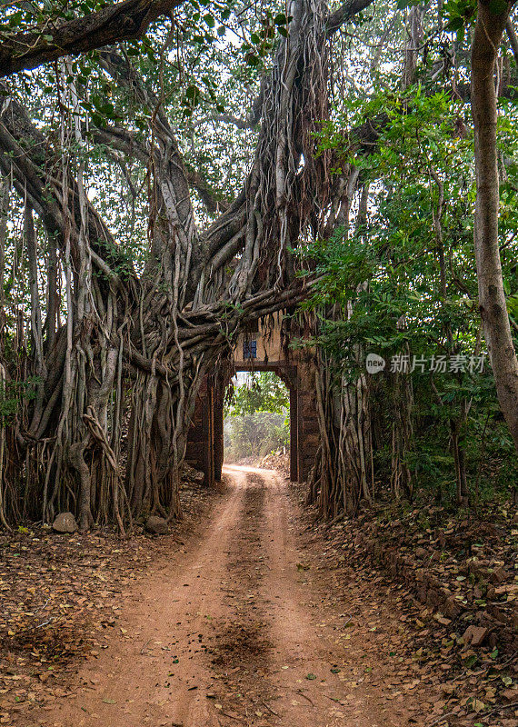 榕树悬挂在道路上，进入印度拉贾斯坦邦Ranthambore国家公园令人惊叹的丛林风光