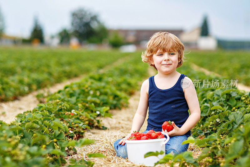 快乐的幼儿园小男孩采摘和吃草莓的有机生物农场在夏天。孩子在温暖的晴天拿着成熟健康的草莓。德国的收割田地。