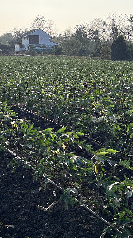 木薯田间滴灌系统