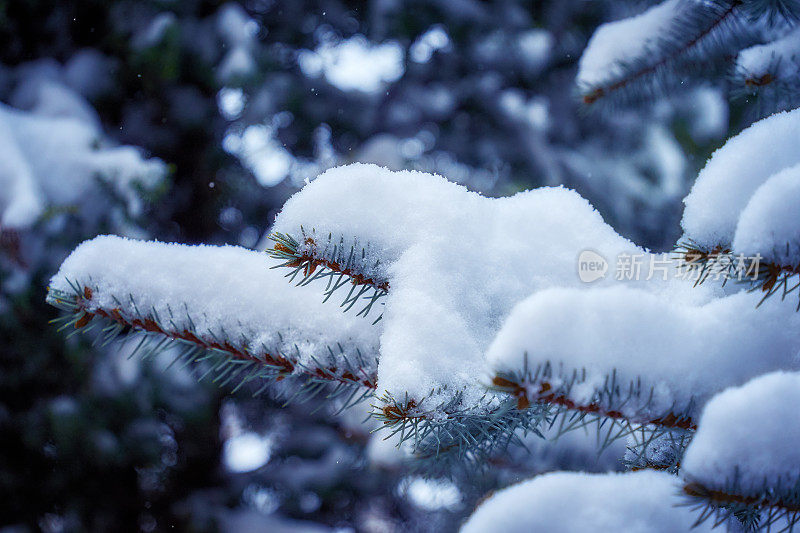 冬天云杉的景色。云杉的树枝上覆盖着雪。