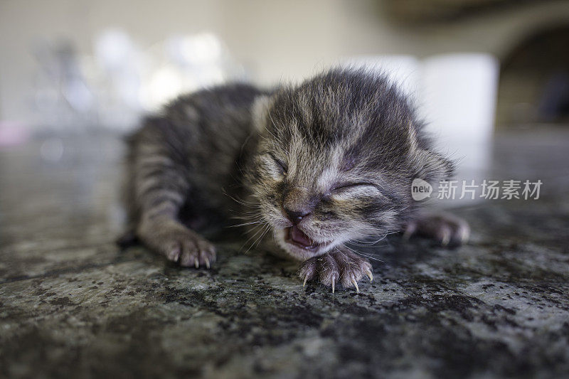 可爱的新生小猫安静地睡觉