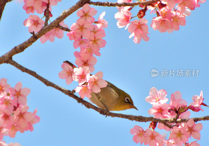 日本白眼鸟在蓝天下吮吸樱花花蜜