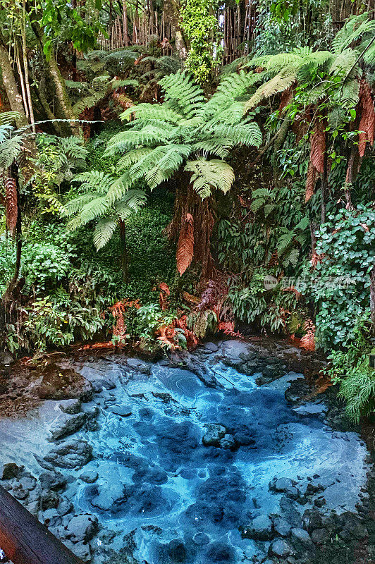 清澈的岩石池，罗托鲁瓦，新西兰。
