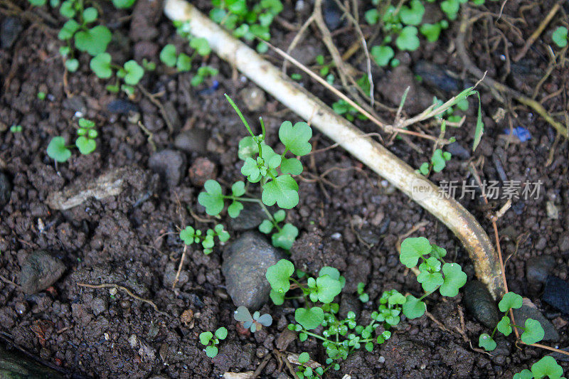 幸运叶或幸运三叶草在花园室外的泥土中