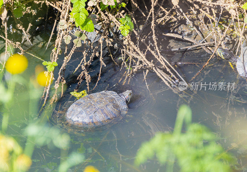 红耳龟在一条严重污染的河道上