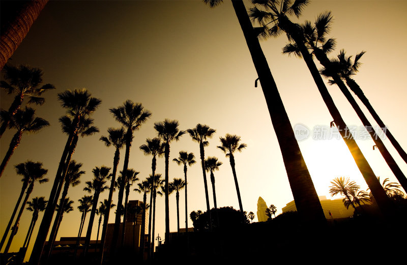 洛杉矶比弗利山的高大棕榈树