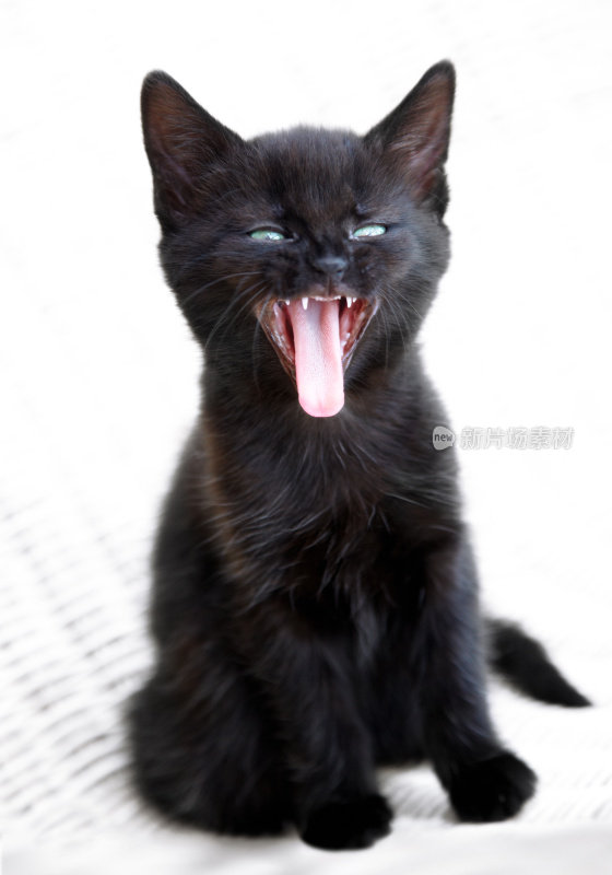 可爱的黑猫