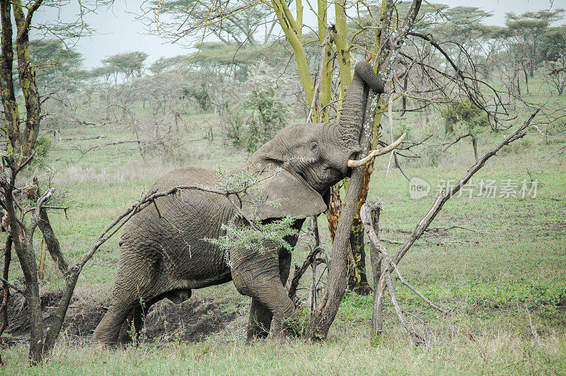 坦桑尼亚塞伦盖蒂大草原上行走的大象。