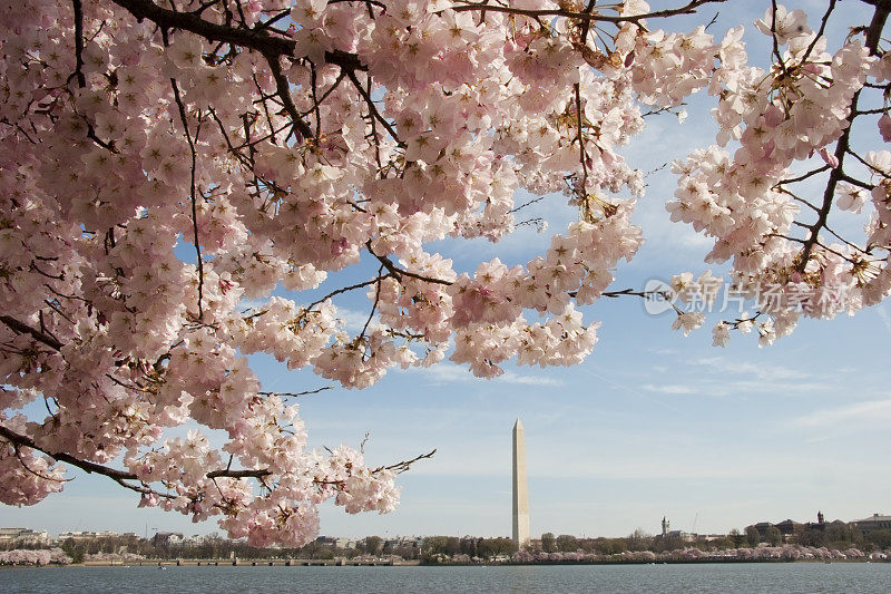 华盛顿的樱花盛开