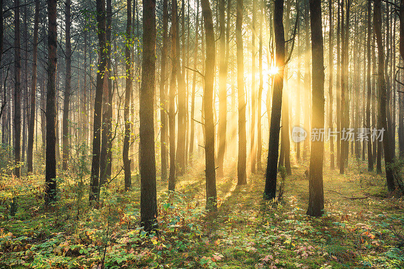 雾蒙蒙的早晨-阳光穿透森林