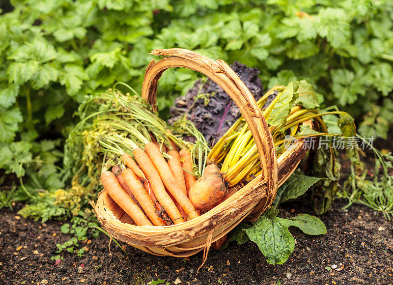 篮子花园新鲜胡萝卜和蔬菜-自给概念