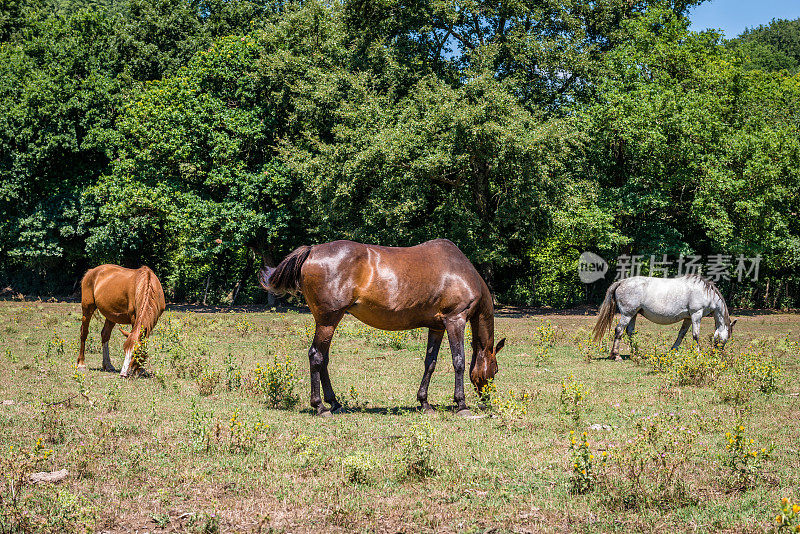 三匹马吃草