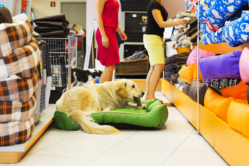 可爱的金毛猎犬和藏獒在宠物店休息