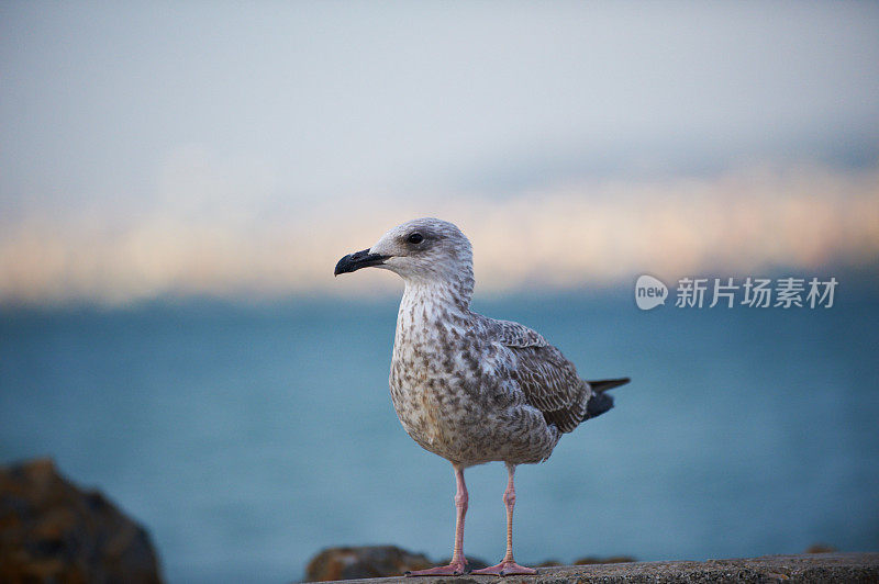 坐着的海鸥