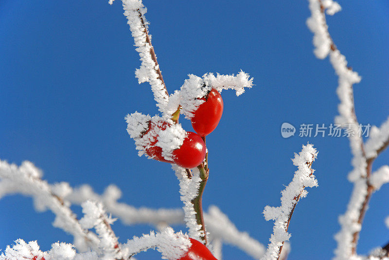 霜玫瑰果