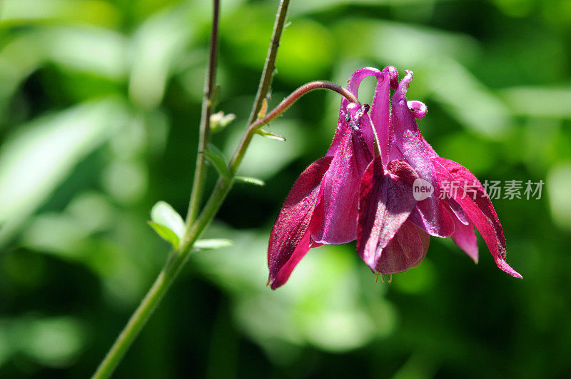 被称为奶奶的帽子和耧斗菜的夏季花(Aquilegia)