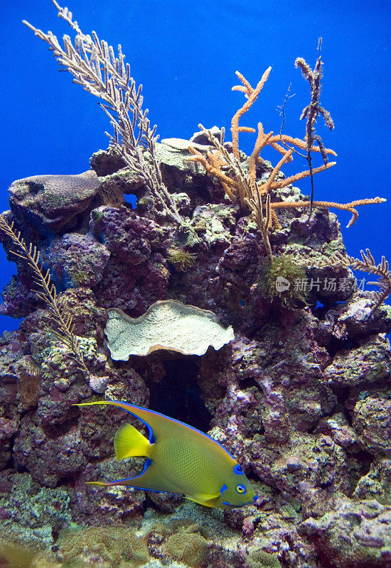 礁水族馆