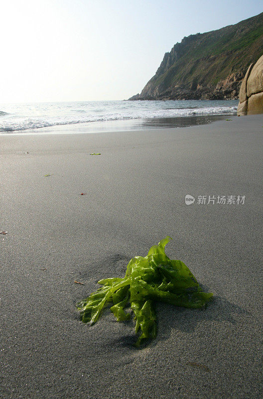 灰色沙滩上亮绿色的海藻