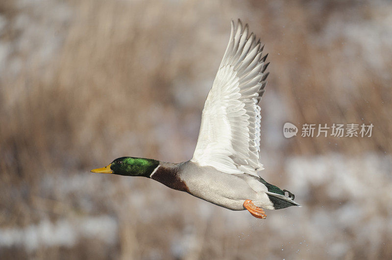 野鸭飞行