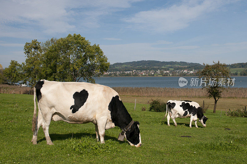 Pfaffikon湖上的奶牛