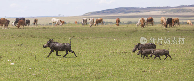疣猪跑。在背景中听到了马赛牛。