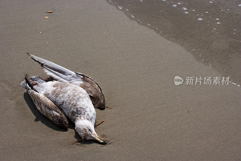 死去的海鸥